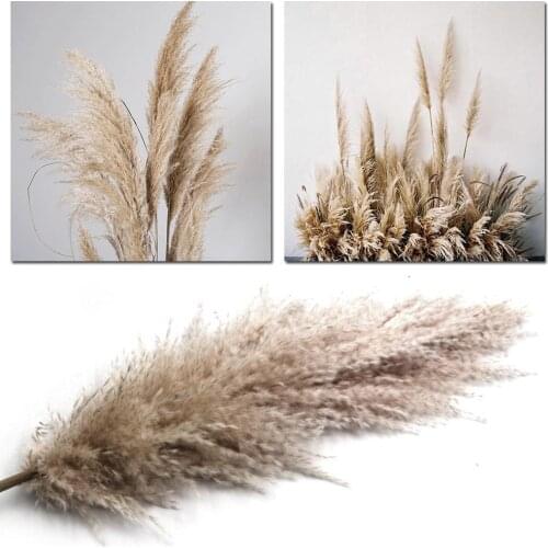 1 Bunch Natural Dried Reeds Bunch Small Pampas Grass DIY Craft Wedding Bouquet Photography Props Home Decoration Supplies