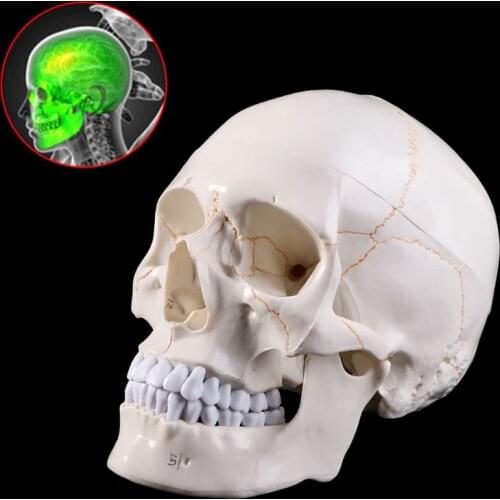 1PC Life Size Simulation Human Skull Model Anatomical Anatomy Medical Teaching Skeleton Head Studying Teaching Supplies