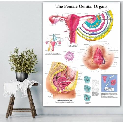 WANGART The Female Genital Organs Chart Poster Print Body Map Canvas Wall Pictures for Medical Education Home Decor