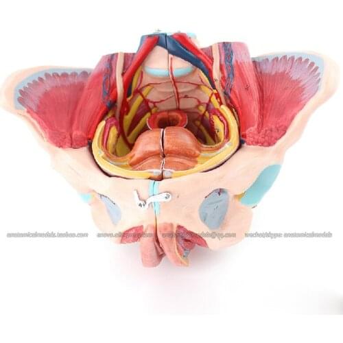 12626/CMAM Female Pelvis with Pelvic floor muscle, Medical Anatomical Model for Study
