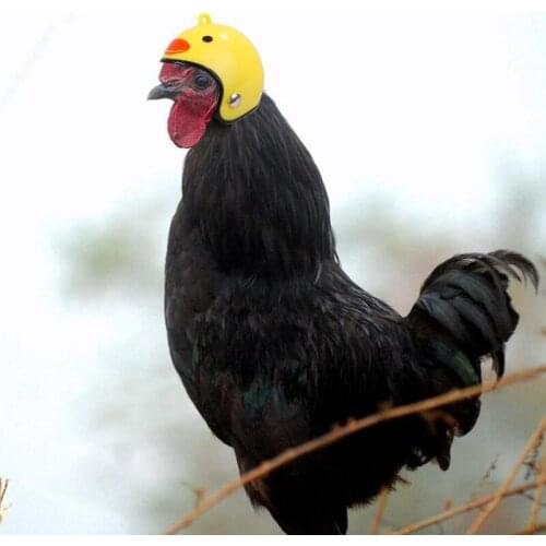 Funny Chicken Motorcycle Helmet Pet Protective Gear ABS Small Cap Helmet Costumes Bird Hens Toy Small Pet Supplies Accessories