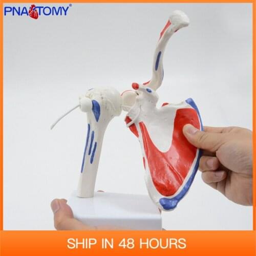 Flexible and Detachable Human Shoulder Joint Model with Muscle Painted Medical Teaching Tool Anatomical Equipment Life Size