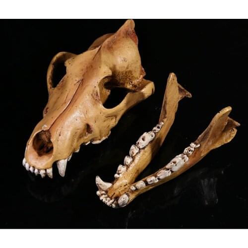 1:1 Home decoration not Real wolf Skull, wolf skeleton , replica Animal Skulls Oddities Curiosities figures animal skull resin t