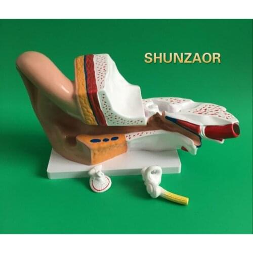 3X Enlar the enlarged ear model Ear structure anatomy Human ear anatomical model with denture teeth organizadores for esquelet