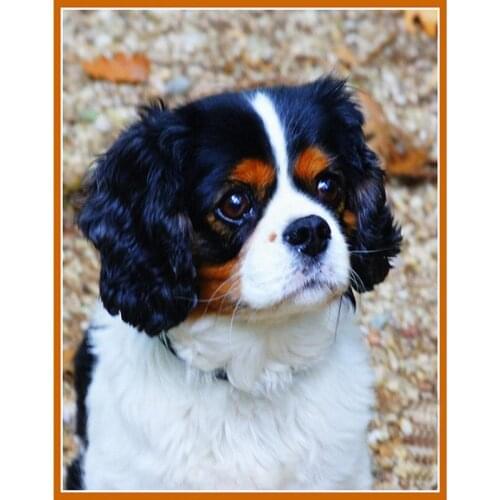 5D Full Square Round DIY Diamond Painting Animal Dog Cross Stitch Embroidery Mosaic Home Wedding Decoration Birthday Gift