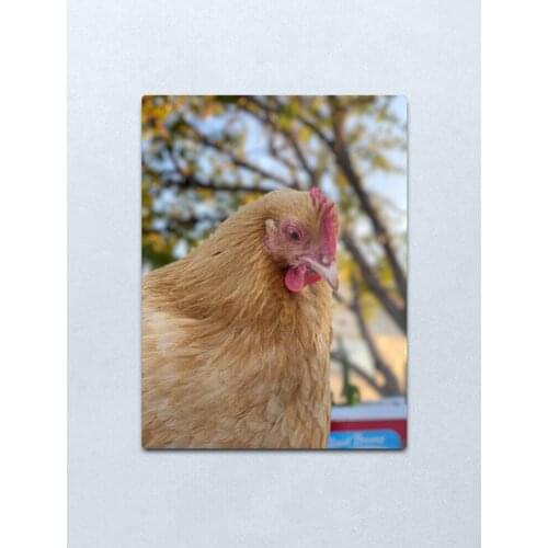 Cool chicken Metal Print Tin Sign Vintage Metal Wall Sign Plaque Retro Garage Shed Car