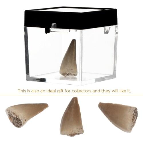 Mosasaurus Teeth Fossil Paleontology Fossil Science Ornaments Teaching Props Fossil Decoration With Transparent Display Box
