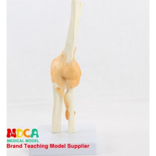 Functional elbow joint model elbow ligament bone model anatomic medicine teaching MGJ002