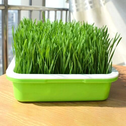 Jusenda Grass Seeds China