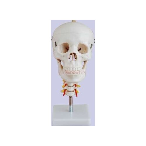Skull with cervical spine model natural big skull model 1: 1 human head bone structure skeleton teaching skull