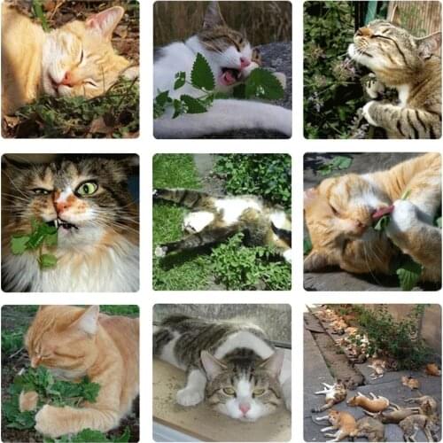 1000g Catnip Natural Organic Premium Catnip Catmint Menthol Can Be Sprinkled on Toys and Catnip Toys Pleasing Pet Catnip Ball