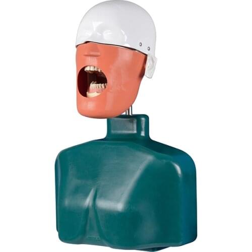 Dental Head Model with Shoulder Simulators Hygiene Manikin Teeth Model Dental Training Manikin Phantom Head with Torso
