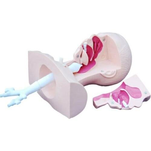 Medical Science Subject Simulator Series Suction Training Model