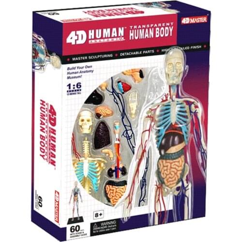 1:6 full body transparent human 4D MASTER puzzle assembly toy internal organs anatomy medical teaching model
