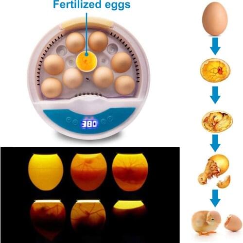 Behogar 9 Eggs Semi-automatic Digital Incubator Machine Adjustable Temperature Poultry Hatcher for Chicken Duck Quail Birds Eggs