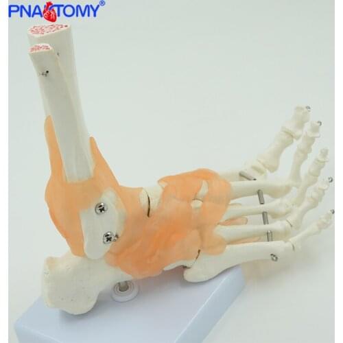 Human foot bone model with ligaments life size feet joint with base fibula and tibia anatomy skeleton model PNATOMY