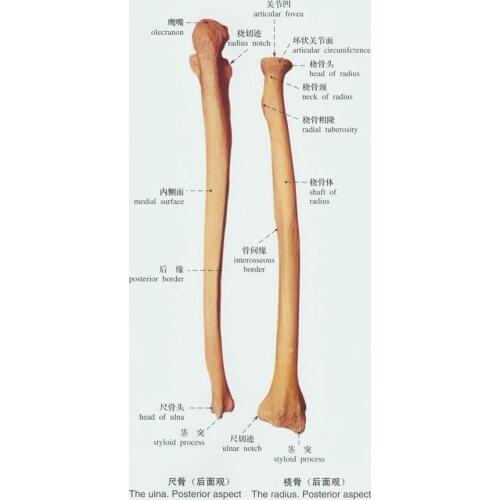 Human 1:1 Ulna model skeleton Medical Teaching free shipping