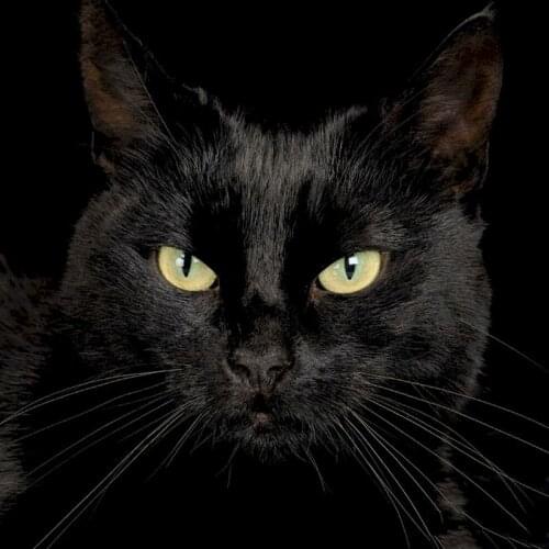 Gatyztory Black Cat Frame Painting By Numbers Canvas Colouring Animal Handpainted Diy Gift Home Wall Decor