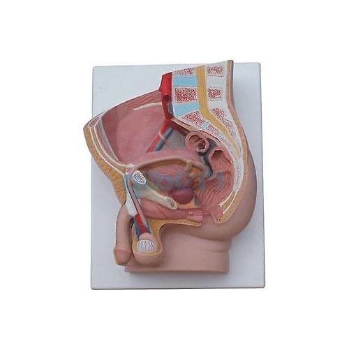 Human Male Penis Urinary Bladder Anatomical Medical Model Urology Anatomy