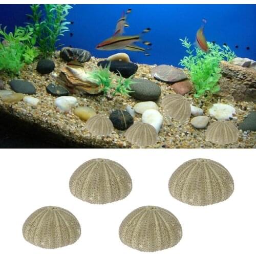 Natural Sea Urchin Reptile Box Aquarium Gardening Decorations DIY Art Craft Ornament