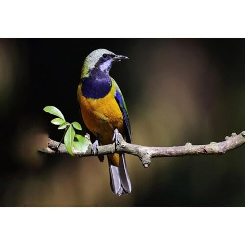 Diamond Painting Cross Stitch floral Butterfly bird Diy Diamond Embroidery Square & Round Diamond Mosaic Decoration Kit