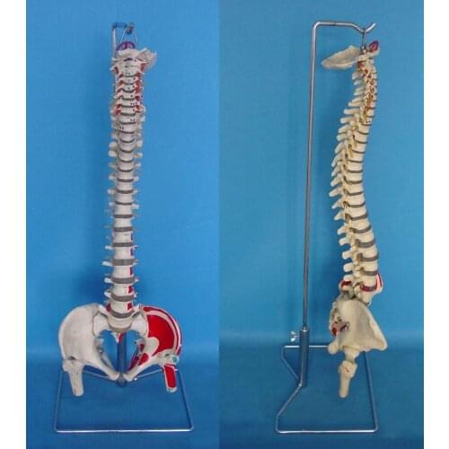Muscle Coloring1:1 Human spine skeleton model Bendable Medical Teaching model free shipping
