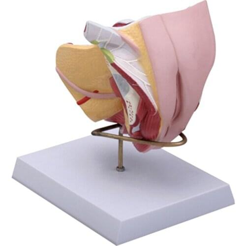 Life Size Human Female Reproductive System Anatomical Model