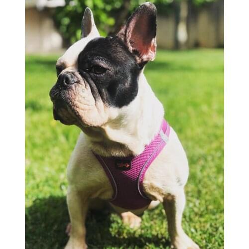 Tailpetz Airmesh Blue Chest Leash 2xsmall