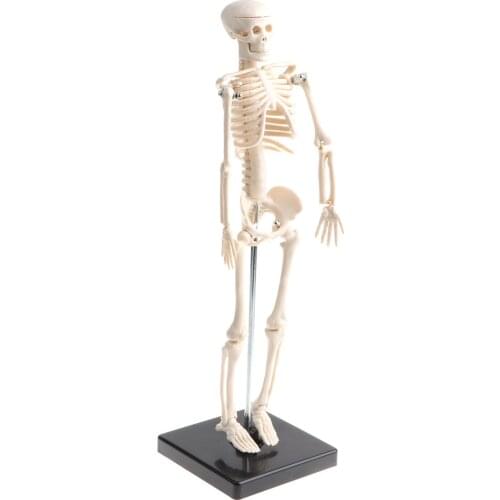42cm Model Anatomical Educational Toy, Articulated Skeletal System, Classroom Display Decoration, Lab Supplies