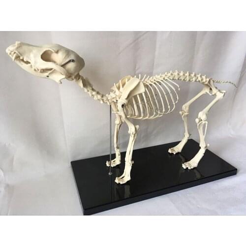 Dog skeleton animal canine skeleton veterinary teaching aids animal model canine skeleton canine teaching