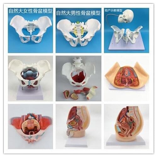 Female pelvic model female pelvic floor muscle model medical midwifery teaching model