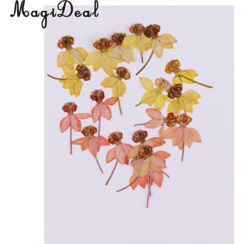 20pcs Beautiful Dancing-Doll Orchid Real Pressed Flower Dried Flowers for Art Craft Scrapbooking Resin Jewelry Making Phone Case