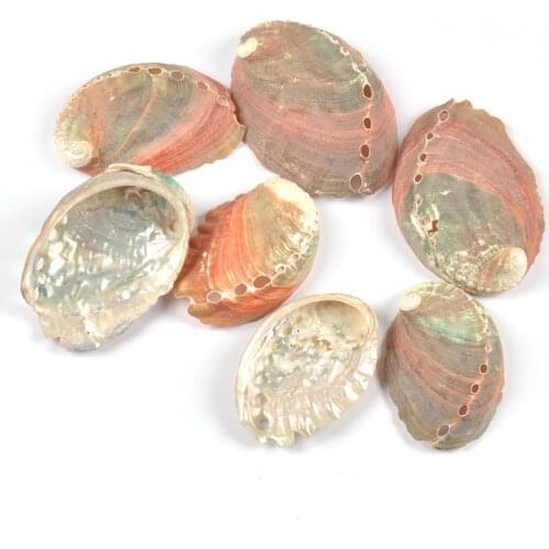 4pcs Natural Abalone Shell for Home Aquarium Landscape Seashells DIY Scrapbooking Decor Bracelets Jewelry Making Handmade Crafts