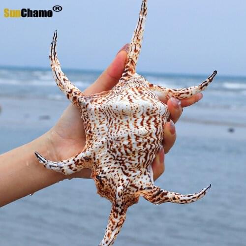 Hexagonal Conch Natural Shell Creative Gift Mediterranean Home Decoration Tank Landscape Sea Snail Ornaments Nautical Decor