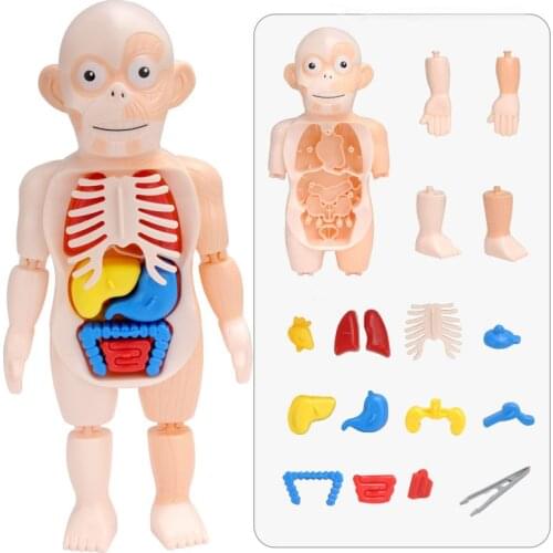 Plastic Human Body Puzzle for Kids Boy Anatomy Play Set Educational DIY Organ Medical Teach Tool 3D Human Body Torso Model Toys