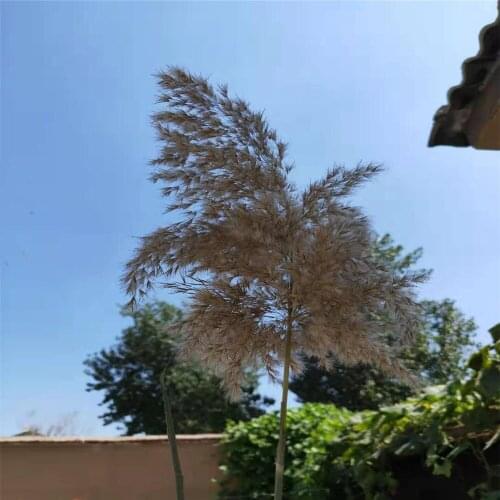 15pcs Free Shipping Real Dried Pampas Grass Decor Dried Flowers Wedding Flowers Bunch Natural Plants Decor