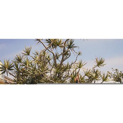 NEWSCHUNG Wedding Decorations