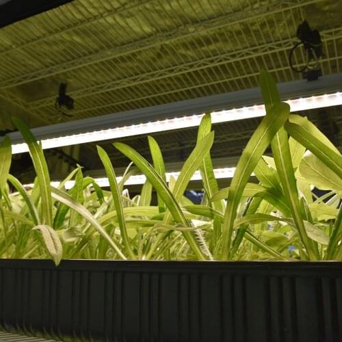 Phytolamps For Plants Quick grow China