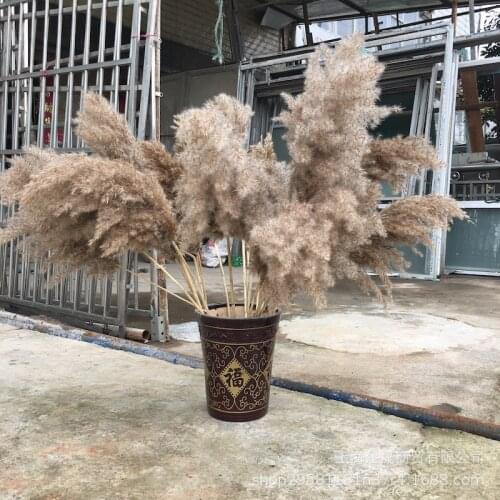 20 Pcs Natural Dried Pampas Grass Phragmites Communis Reed Plants Wedding Flower Bunch Home Decor Diy Dried Flowers Pampas Grass