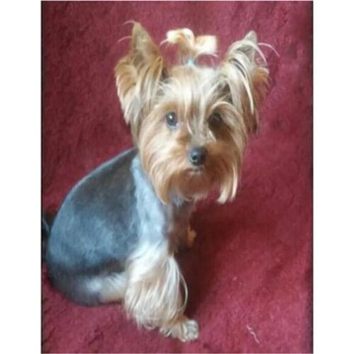 5D Diy Diamond Painting Animals Dog Yorkshire Terrier Rhinestone Mosaic Pattern Beads Full Square Embroidery Decor XN1372