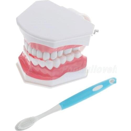 28-teeth Standard Dental Teaching Study Adult Standard Typodont Teeth Model