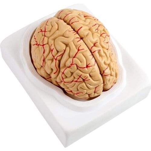 Human Anatomical Brain Model Anatomically Brain Model Life Size Human Anatomical Brain Anatomy Medical Teaching Tool