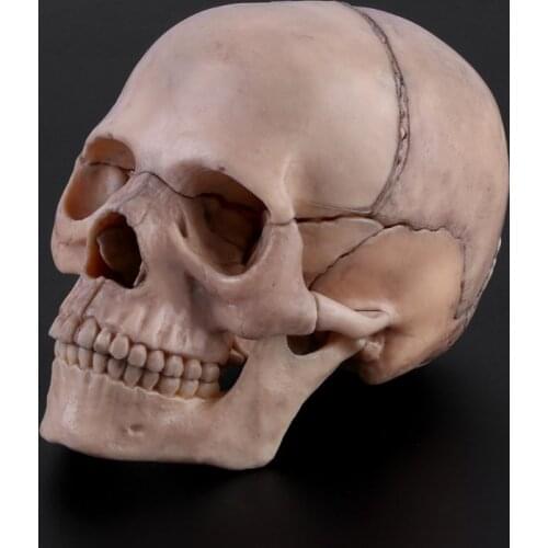 15pcs/set 4D Disassembled Skull Anatomical Model Detachable Medical Teaching Tool