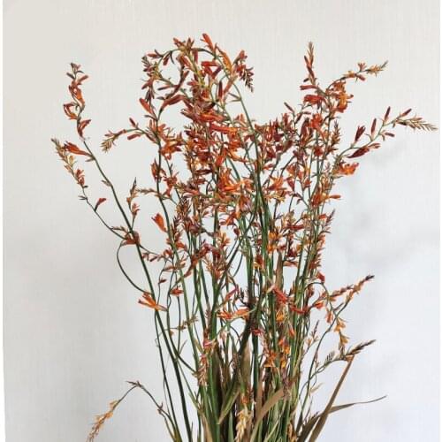 10pcs Natural Dried Flower High Quality Artificial Plants Greenery Bedroom Wall Garden Party Table Decoration And Accessor