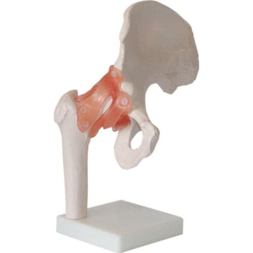 Human Hip joint model(With artificial ligament) Medical teaching joints model