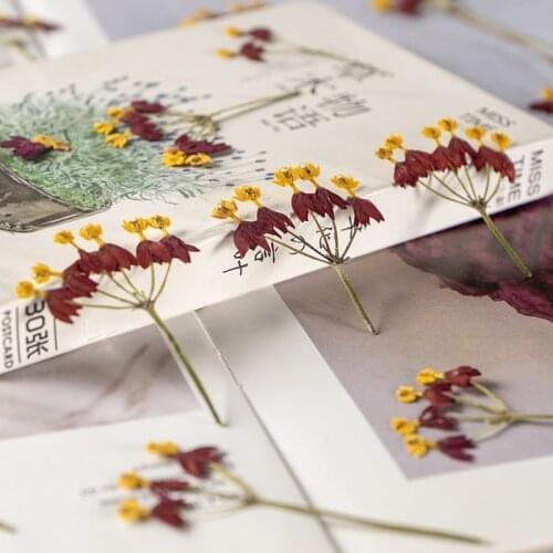 60pcs Pressed Dried Flower Codariocalyx Herbarium For Epoxy Resin Face Make UP Nail Art Jewelry Bookmark Phone Case Card DIY