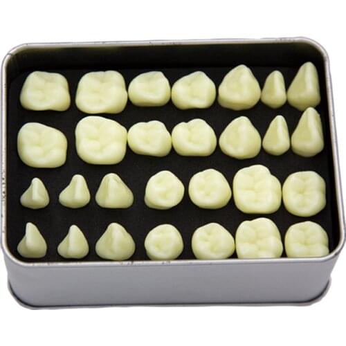 2X standard carved tooth model Oral dental materials doctor-patient communication teeth model 28pcs