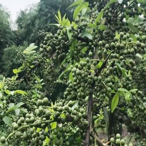 100g free shipping natural dried red huajiao red Sichuan pepper&Chinese prickly ash