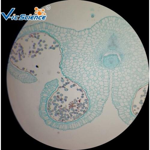 30pcs Medical and Teaching MIcroscope prepared slides (Botany)