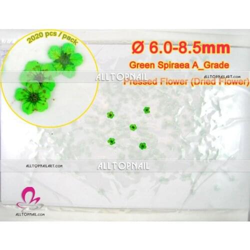 Green Spiraea Pressed Dried Flowers Professional 2020x Bridal Wreat for Pressed Flower Art or Nail Art - Free shipping